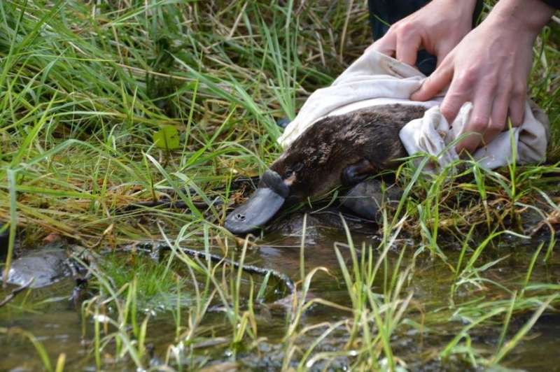 UPDATE: On the DNA trail of the platypus