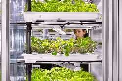 Urban food from vertical farming