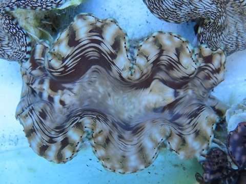 Urea-absorbing ability of giant clams