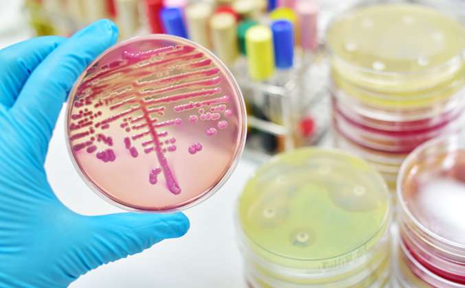 Urine of kidney disease patients contains diverse mix of bacteria