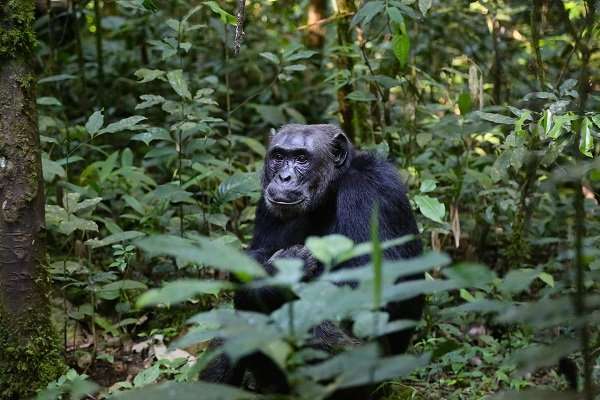 Use of primate 'actors' misleading millions of viewers