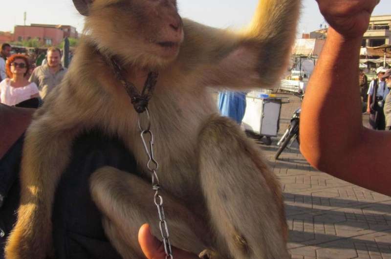 Using endangered barbary macaques as photo props could negatively impact Moroccan tourism