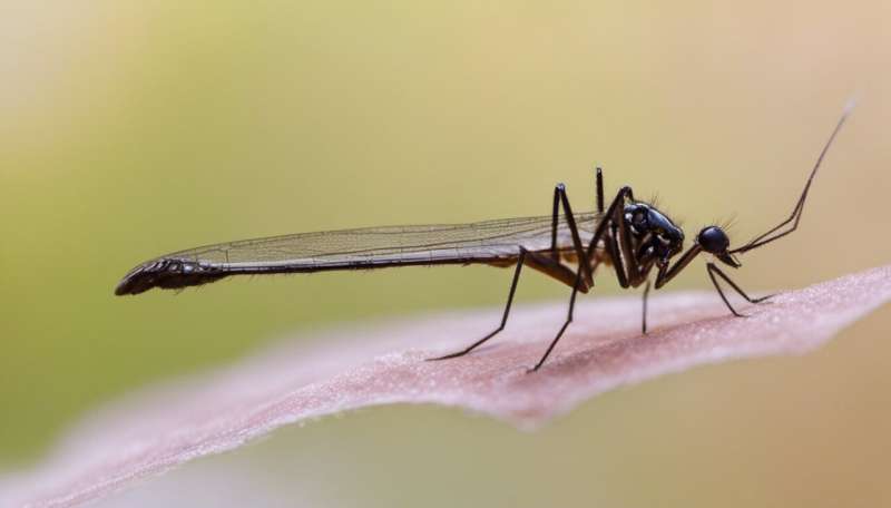 Using gene drives to control wild mosquito populations and wipe out malaria