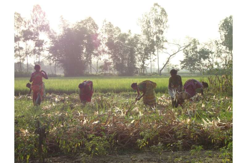 Using microcredit to increase rice yield in Bangladesh