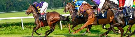 Using ultrasound to predict return to form for injured racehorses