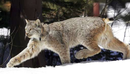 US says snow-loving lynx no longer need special protection