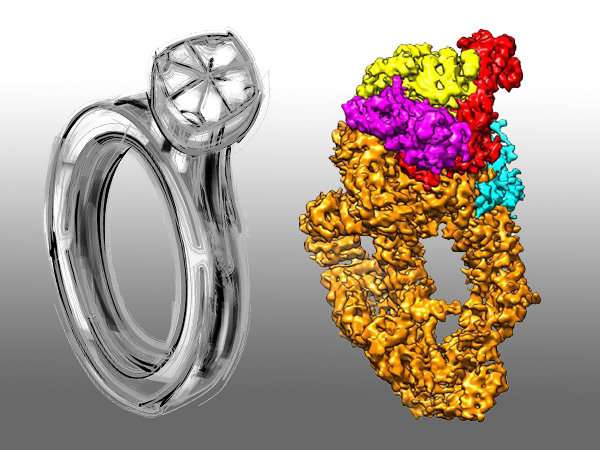 USTC reports diamond ring architecture of a protein complex
