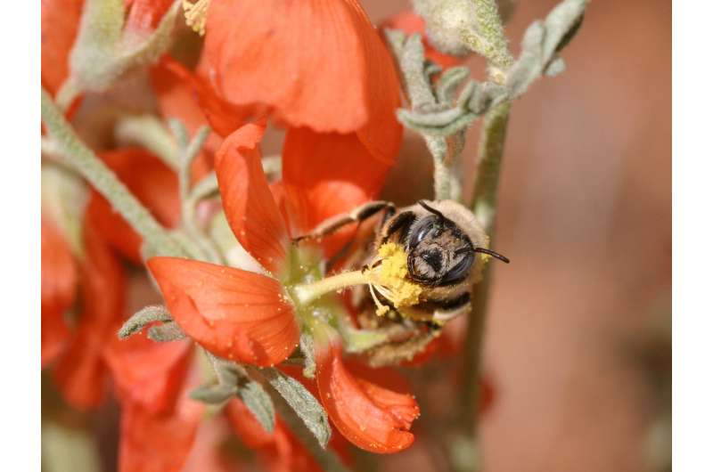 Utah's Grand Staircase-Escalante National Monument Home to Rich Bee Diversity