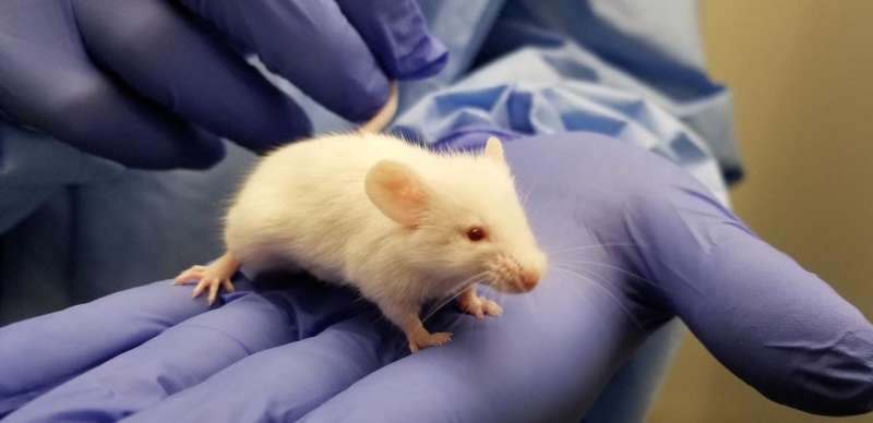 Vaccine signatures in humanized mice point to better understanding of infectious diseases