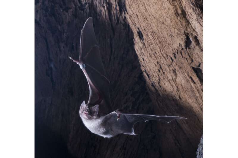 Vampire bat immunity and infection risk respond to livestock rearing
