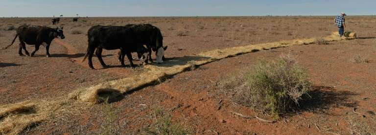 Vegetation for grazing has been scarce due to the severe and prolonged drought, forcing farmers such as Matt Ireson to provide s
