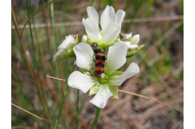 Venus flytraps don’t eat the insects that pollinate them