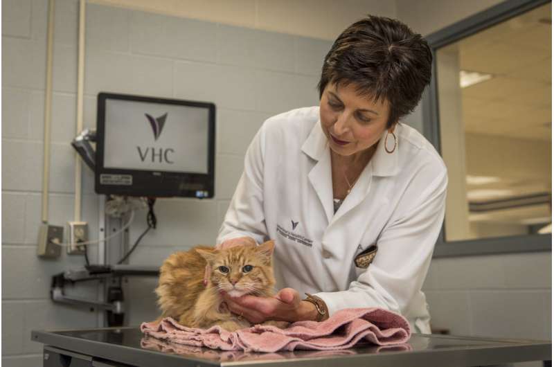 Veterinarian clarifies misconceptions about toxoplasmosis, offers safety tips