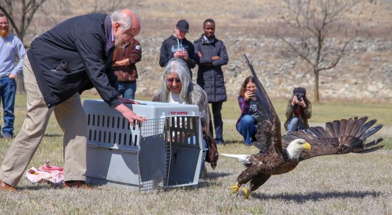 Veterinary intervention helps Kansas bald eagle fly again after lead poisoning