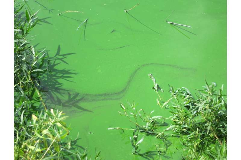 Veterinary toxicologist warns of blue-green algae dangers to livestock, pets