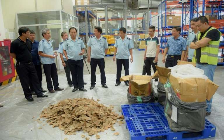 Vietnamese customs officials checking pangolin scales seized in Hanoi