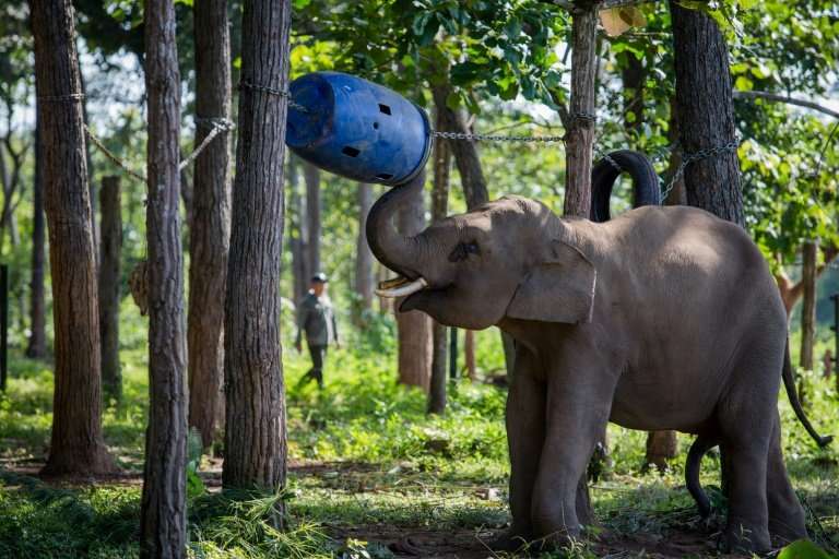 Vietnam is home to just 80 elephants left in captivity and about 100 in the wild