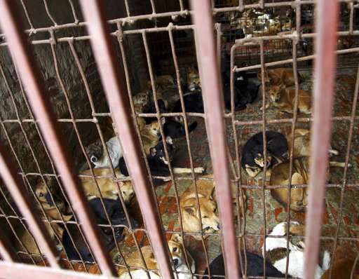 Vietnam's capital urges residents to stop eating dog meat