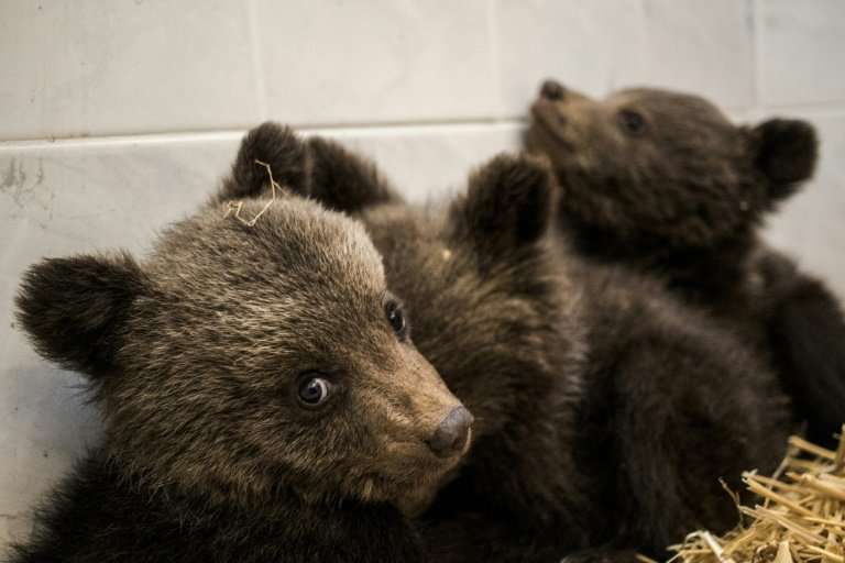 Villagers found the three cubs roaming alone on a road in Bulgaria's Rhodope mountains