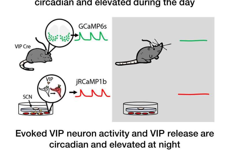 VIP neurons shift daily rhythms
