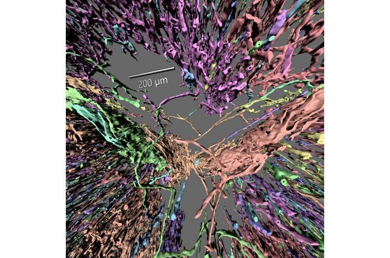 Virtual exploratory tours of blood vessel networks