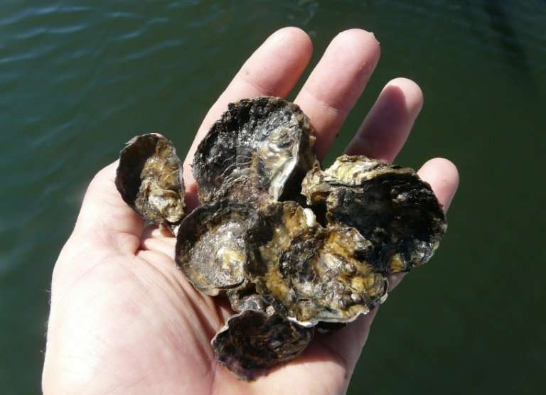 Virtually all of Australia's shellfish reefs have disappeared, making them the country's most threatened ocean ecosystem, scient