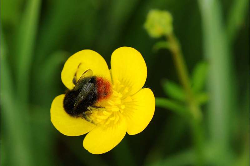 'Virtual safe space' to help bumblebees