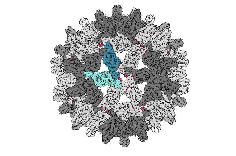 'Virus-cracking' molecules advance fight against hepatitis B