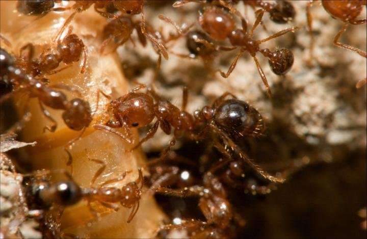 Virus may help combat fire ants, but caution is needed
