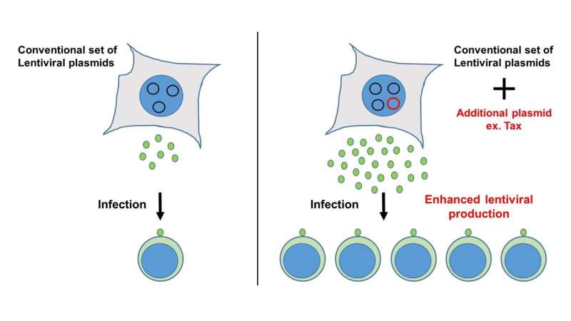 Virus production boosted in cells to generate more vectors for gene transfer