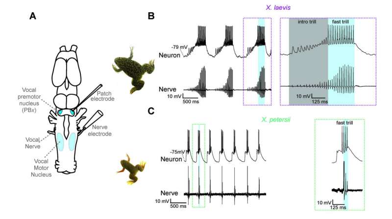Vocal neurons encode evolution of frog calls