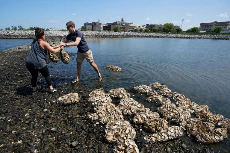 Volunteers hoist sacks of oyster shells to rebuild reefs of crustaceans in New York harbor that biologists hope will filter wate