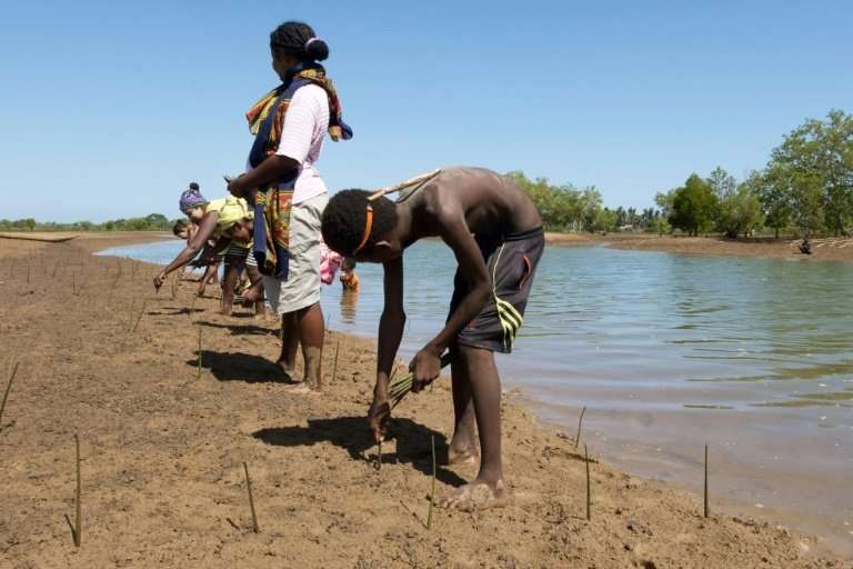 Volunteers replant dozens of mangrove propagules or shoots in a field near the village of Amboanio in the Melaky Region in Madag