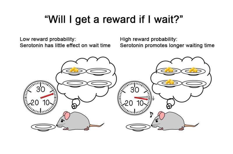 Wait for it: Serotonin and confidence at the root of patience in new study