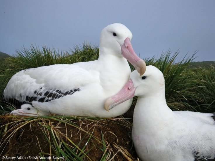 Warming oceans could put seabirds out of sync with prey
