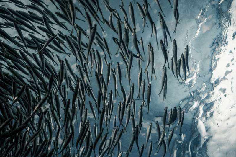 Warming world will affect fish size and fisheries