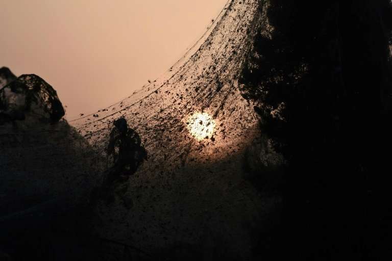 Warm weather has increased population of gnats and mosquitoes causing an overpopulation of spiders who feed off them