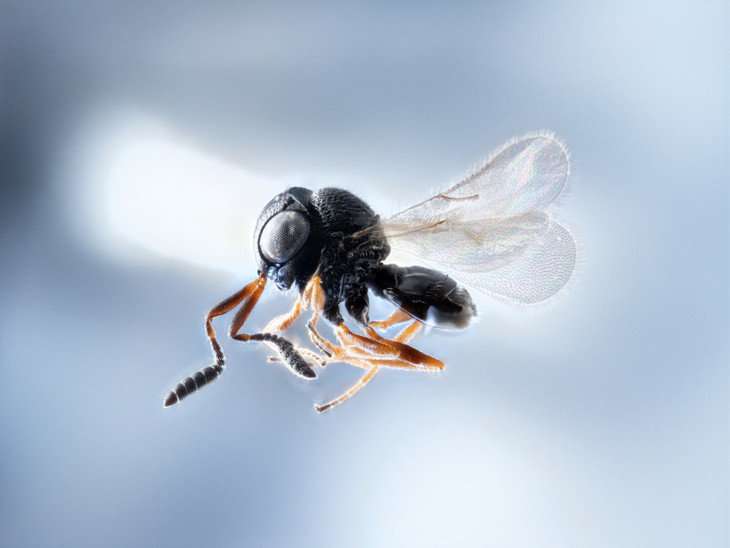 Wasp warriors—entomologists on samurai mission to slay stink bugs