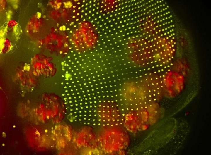Watch fat cells help heal a wound in a fly