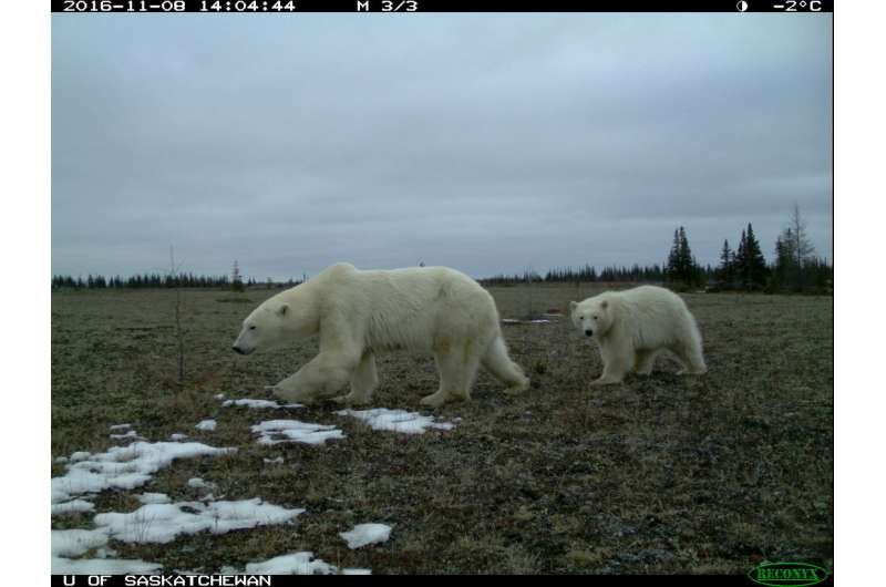 We found grizzly, black and polar bears together for the first time