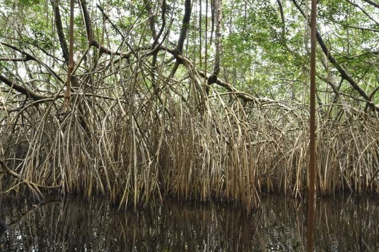 Wetlands are being lost three times faster than forests, and the impact on accelerating climate change could be devastating, the