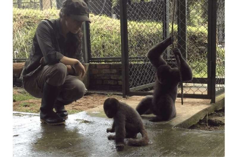 We train Colombian woolly monkeys to be wild again – and maybe save them from extinction