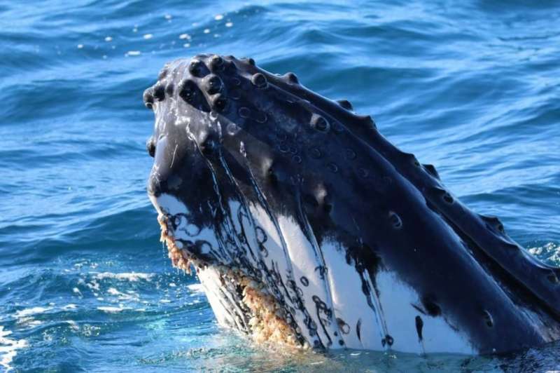 Whale experts call for rethink of global shipping routes to stop marine giants becoming ‘roadkill’
