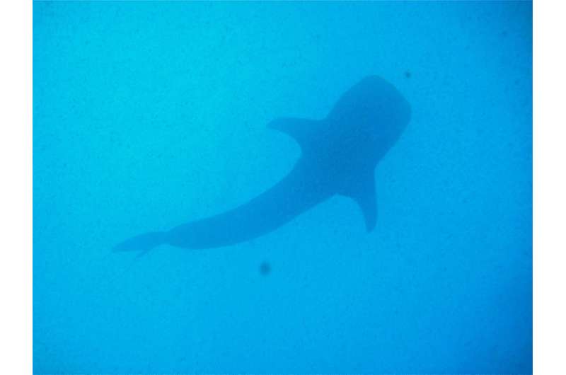 Whale shark logs longest-recorded trans-Pacific migration