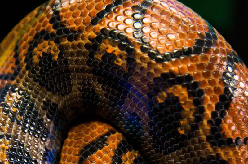 What can snakes teach us about engineering friction?