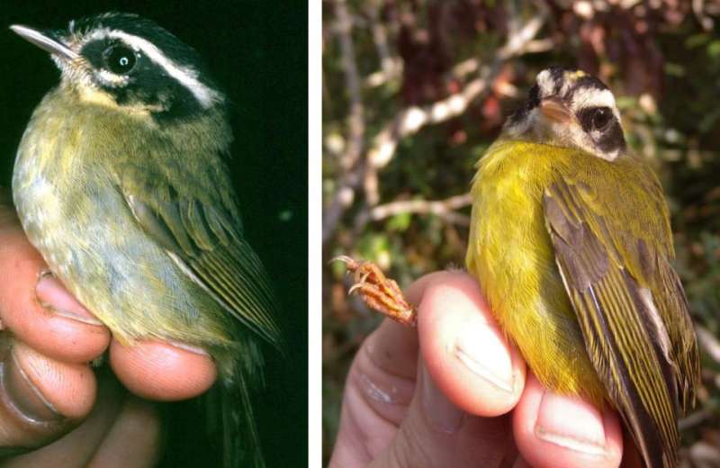 What is a species? British bird expert develops a math formula to solve the problem