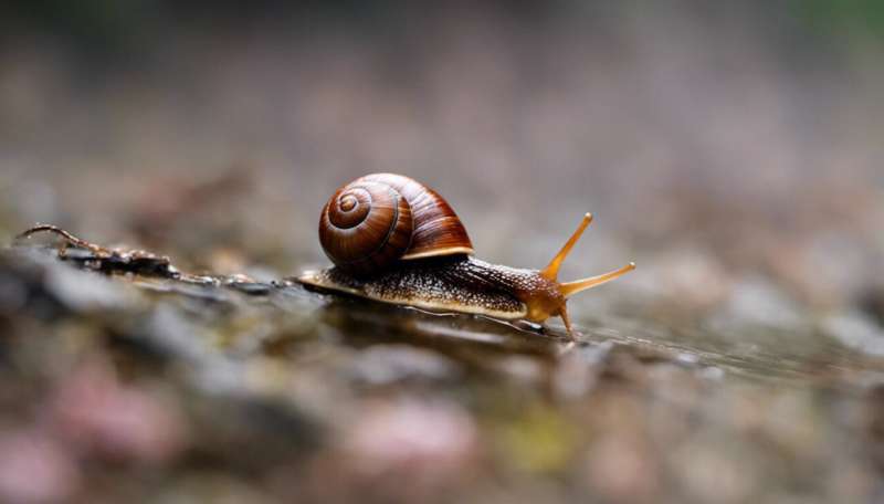 What lonely snails can tell us about the effects of stress on memory