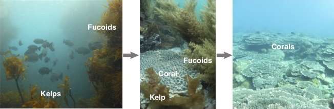What's behind the retreating kelps and expanding corals?
