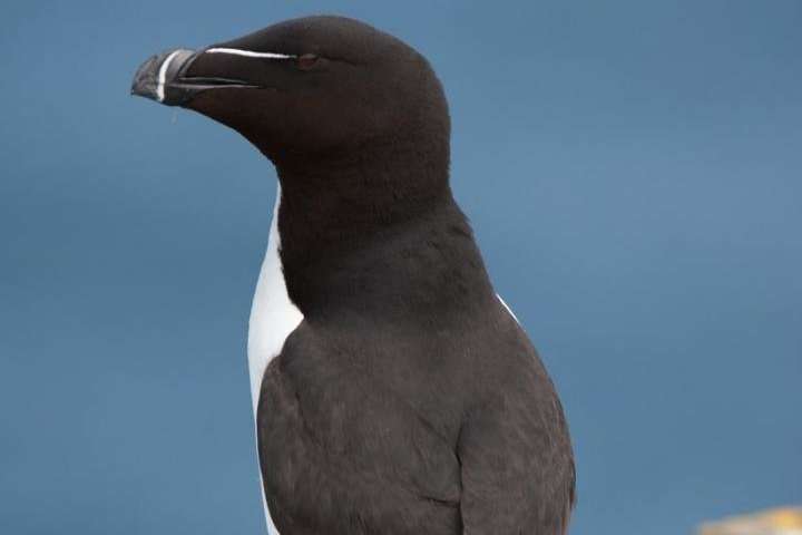 What seabirds can tell us about the tide