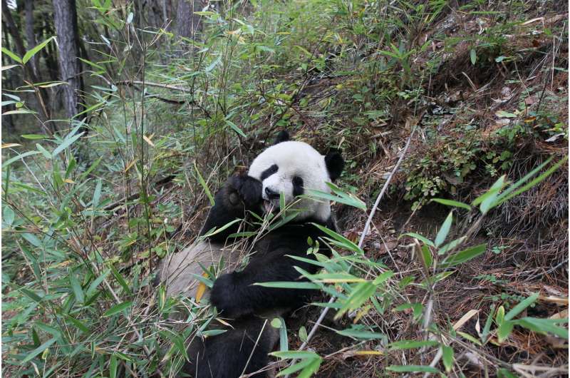 What's giant panda conservation worth? Billions every year, study shows